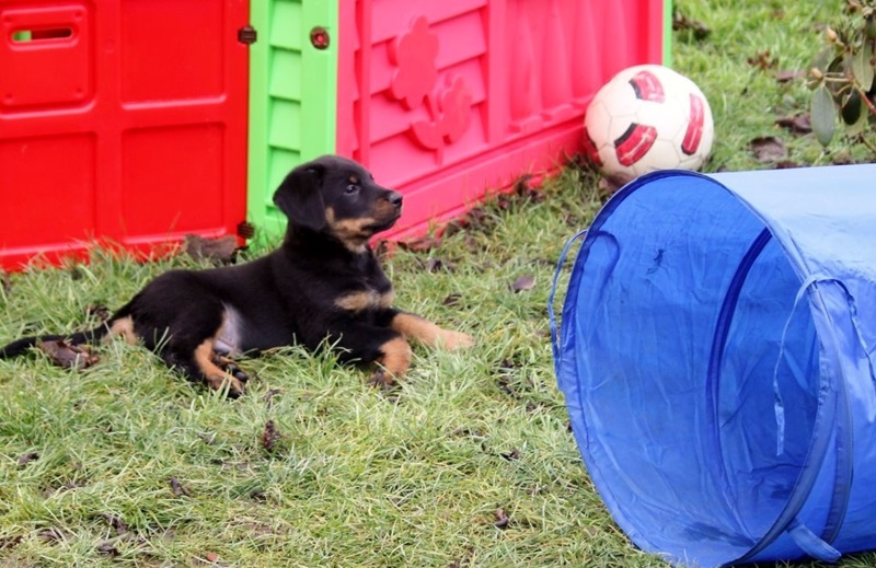 Beauceron Suisse Filou Royal, Seriöse Beauceron-Zucht in der Schweiz, Seriöse Beauceron-Züchter in der Schweiz, Passion Beauceron seit 1934, Beauceron-Welpen, Bosseron Welpen, Bosseron-Zucht, Bosseron Züchter, FCI-Papiere, Abstammungsurkunden der SKG, UCI-Papiere, SRZ-Papiere, Abstammungsurkunden SRZ/UCI