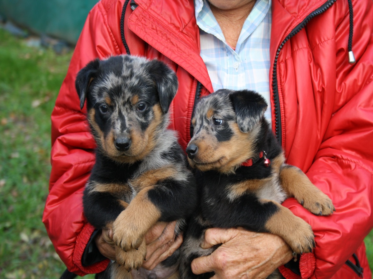 Seriöse Beauceron-Zucht in der Schweiz, Seriöse Beauceron-Züchter in der Schweiz, Passion Beauceron seit 1934, Beauceron-Welpen, Bosseron Welpen, Bosseron-Zucht, Bosseron Züchter, FCI-Papiere, Abstammungsurkunden der SKG, UCI-Papiere, SRZ-Papiere, Abstammungsurkunden SRZ/UCI