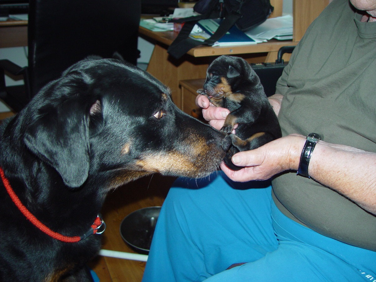 Seriöse Beauceron-Zucht in der Schweiz, Seriöse Beauceron-Züchter in der Schweiz, Passion Beauceron seit 1934, Beauceron-Welpen, Bosseron Welpen, Bosseron-Zucht, Bosseron Züchter, FCI-Papiere, Abstammungsurkunden der SKG, UCI-Papiere, SRZ-Papiere, Abstammungsurkunden SRZ/UCI
