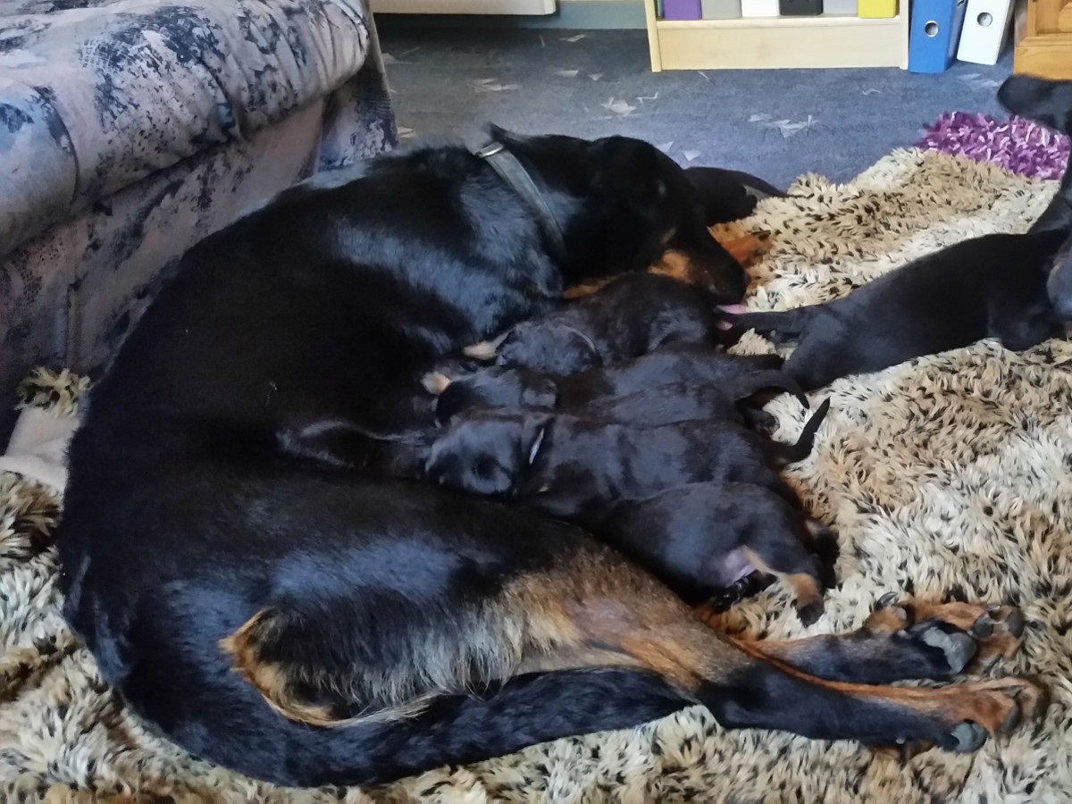Beauceron Suisse Filou Royal, Seriöse Beauceron-Zucht in der Schweiz, Seriöse Beauceron-Züchter in der Schweiz, Passion Beauceron seit 1934, Beauceron-Welpen, Bosseron Welpen, Bosseron-Zucht, Bosseron Züchter, FCI-Papiere, Abstammungsurkunden der SKG, UCI-Papiere, SRZ-Papiere, Abstammungsurkunden SRZ/UCI