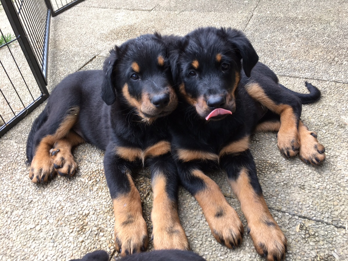 Beauceron Suisse Filou Royal, Seriöse Beauceron-Zucht in der Schweiz, Seriöse Beauceron-Züchter in der Schweiz, Passion Beauceron seit 1934, Beauceron-Welpen, Bosseron Welpen, Bosseron-Zucht, Bosseron Züchter, FCI-Papiere, Abstammungsurkunden der SKG, UCI-Papiere, SRZ-Papiere, Abstammungsurkunden SRZ/UCI