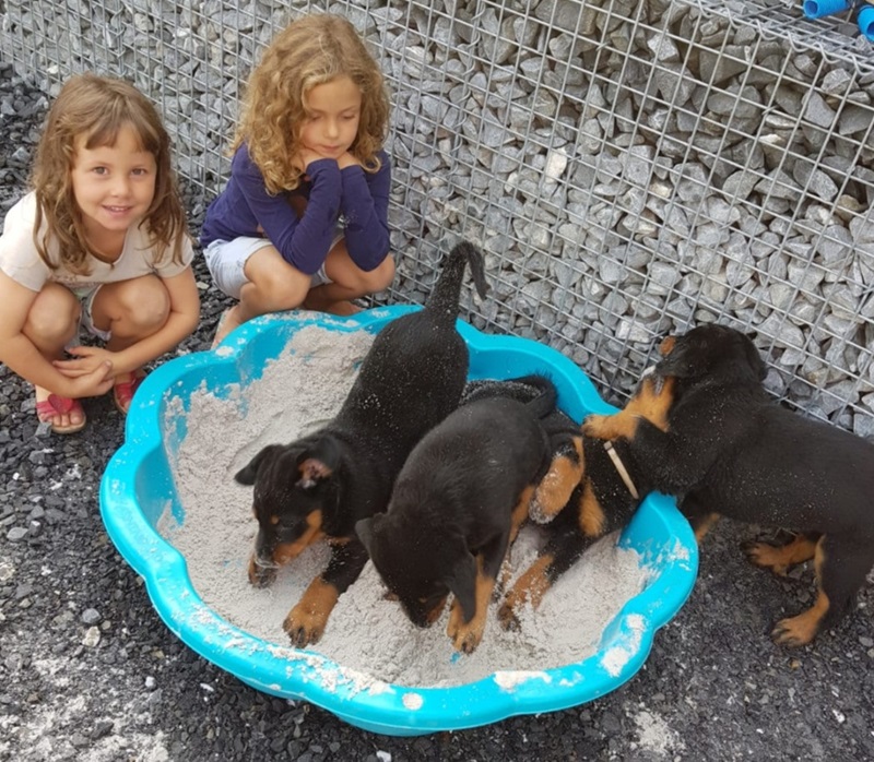 Beauceron Suisse Filou Royal, Seriöse Beauceron-Zucht in der Schweiz, Seriöse Beauceron-Züchter in der Schweiz, Passion Beauceron seit 1934, Beauceron-Welpen, Bosseron Welpen, Bosseron-Zucht, Bosseron Züchter, FCI-Papiere, Abstammungsurkunden der SKG, UCI-Papiere, SRZ-Papiere, Abstammungsurkunden SRZ/UCI